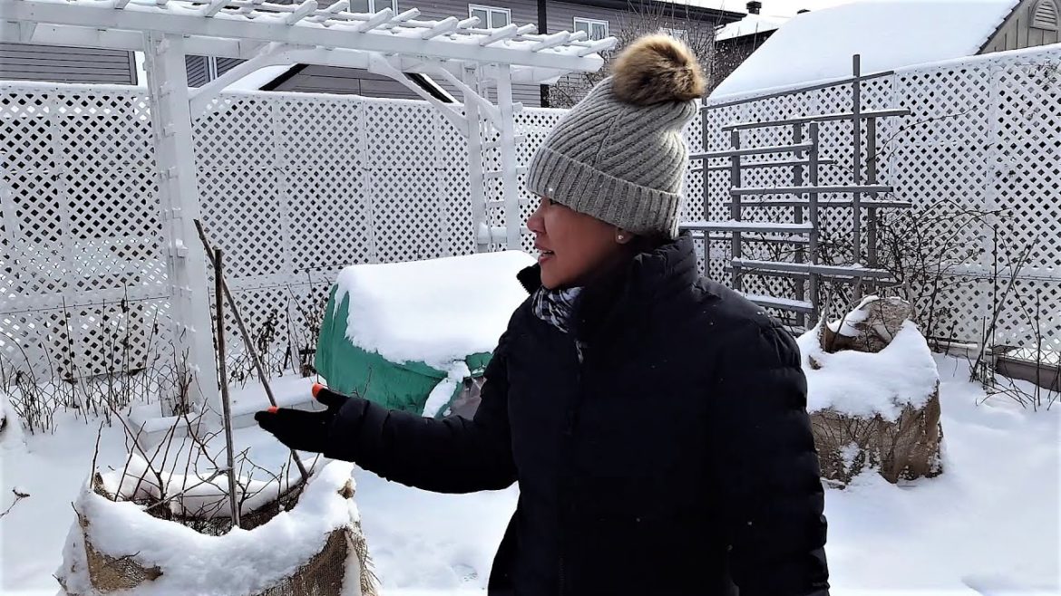 SMALL BACKYARD GARDEN TOUR DURING WINTER || CANADA