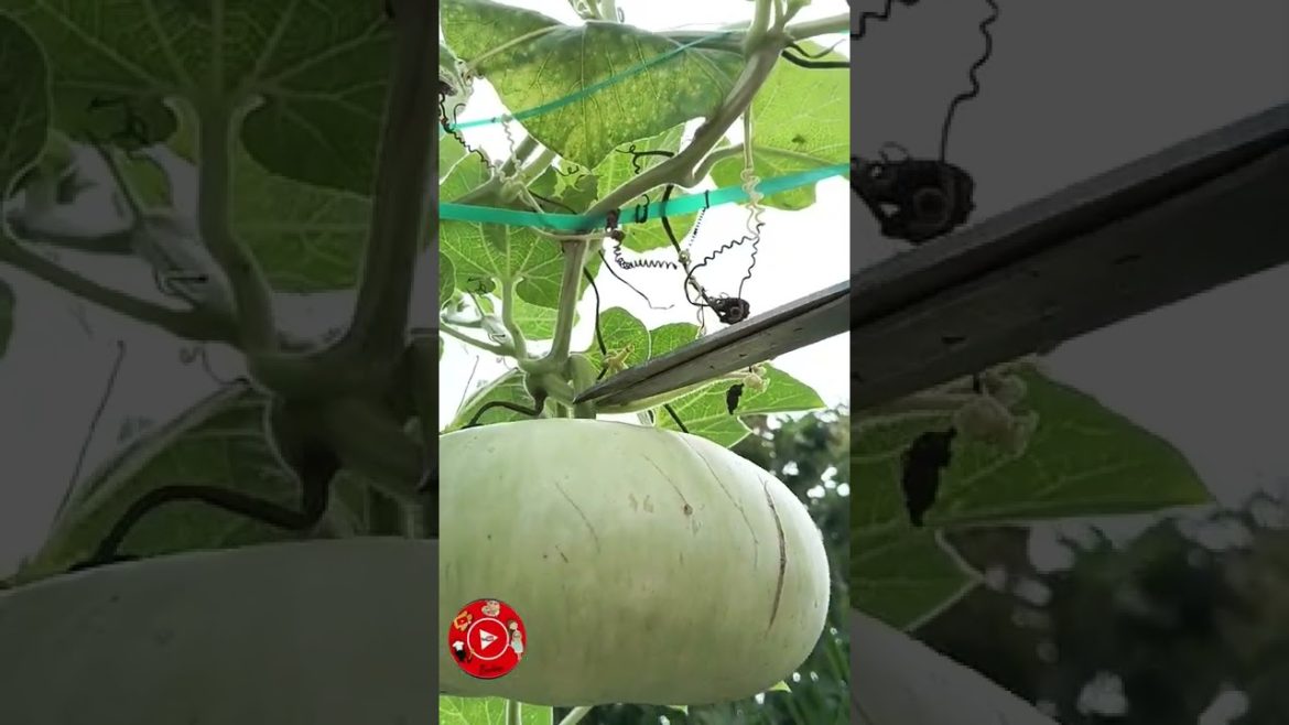 🌿Harvest from our Terrace garden🌿 #terracegarden #garden #bottlegourd #மாடித்தோட்டம்