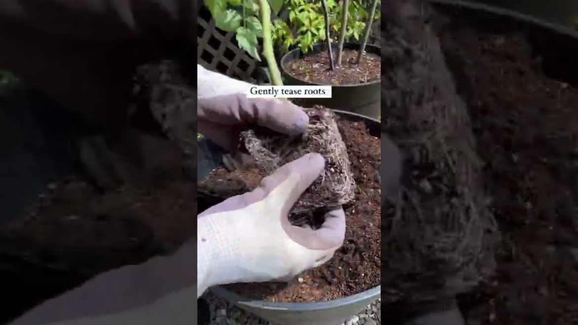 Tomato Plant Care - Gardening Tips