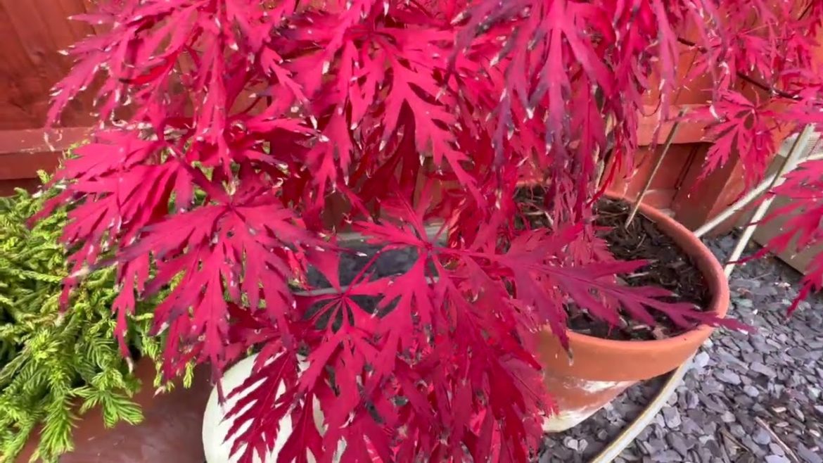 Japanese Maple tree gardening in the Fall, great colour is the reward for this years gardening!