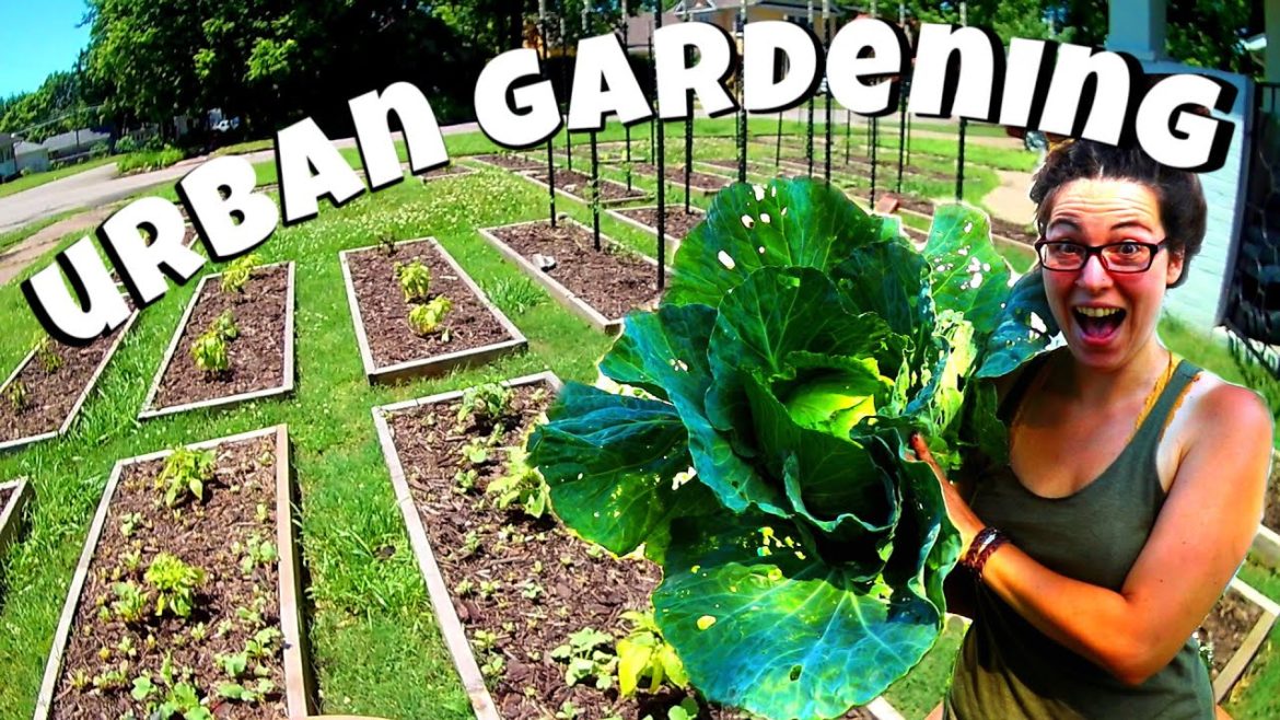 FRONT YARD Vegetable Garden Maintenance and A HUGE Cabbage! | Homestead Dreaming FRONT YARD Vegetable Garden Maintenance and A HUGE Cabbage! | Homestead Dreaming