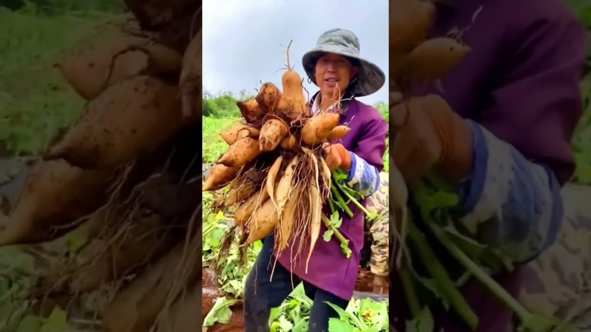 Wow! Amazing tuber #shorts #harvest