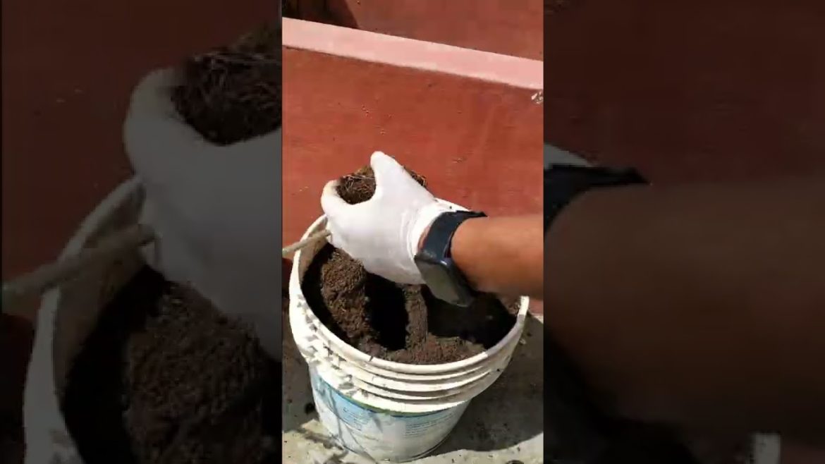 How To Transplant Tomato 🍅 Seedlings To Bigger Pots #shorts #gardeningaasaanhai