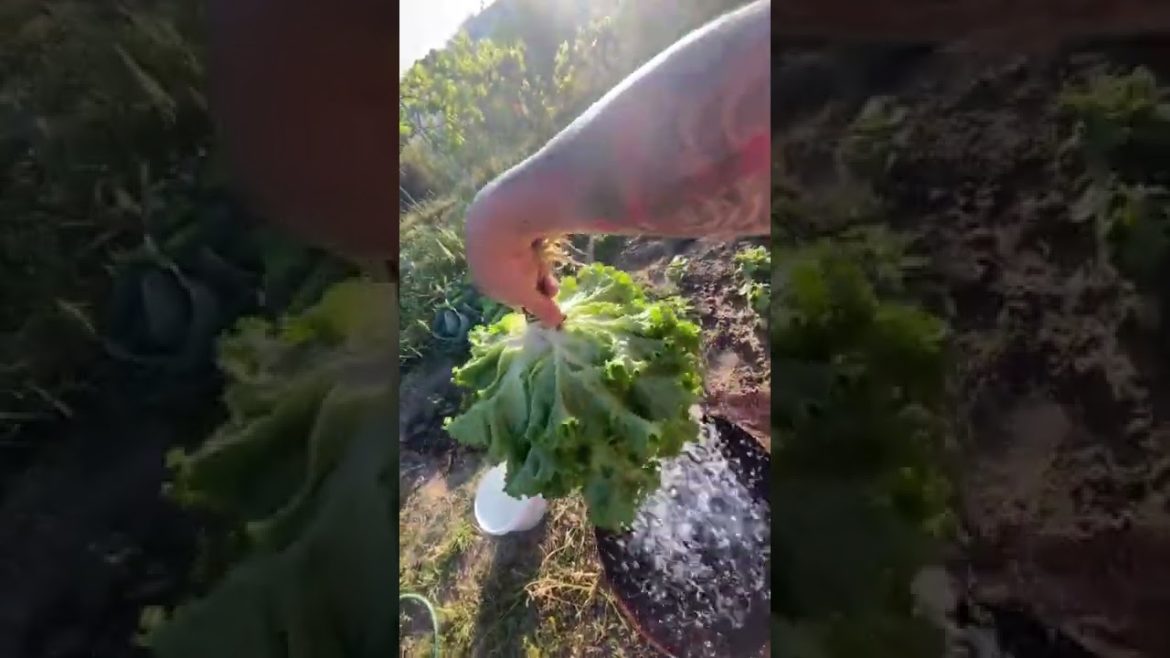 Salat Washing Tiktok kledipashaj Salat Washing Tiktok kledipashaj