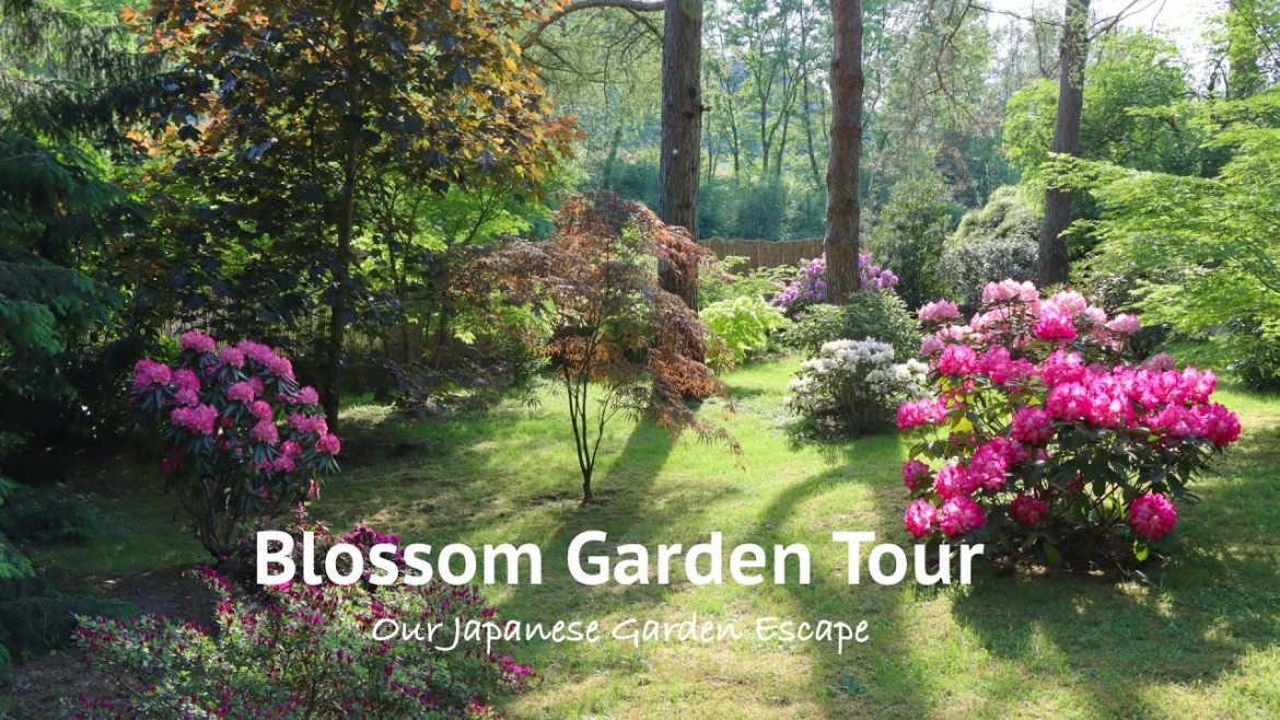 Garden Tour Azalea and Rhododendron Blossoms | Our Japanese Garden Escape Garden Tour Azalea and Rhododendron Blossoms | Our Japanese Garden Escape