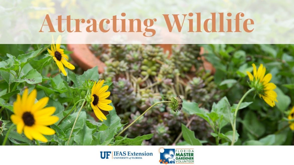 FFL Crash Course: Attracting Wildlife