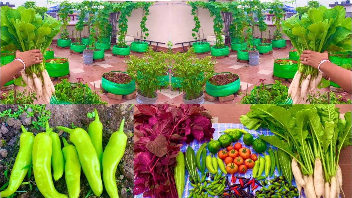 Great Harvesting From My Organic Terrace Garden/ Harvesting Organic Vegetables