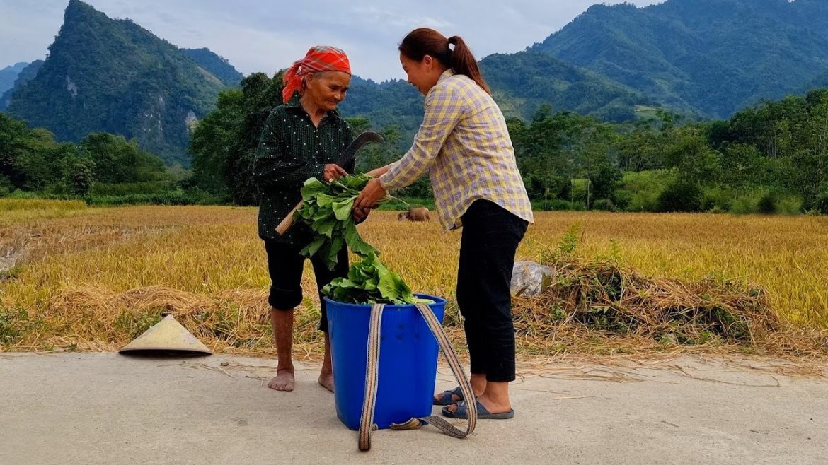 Harvesting mustard greens and long beans for sale in the village, live with nature. Episode 12