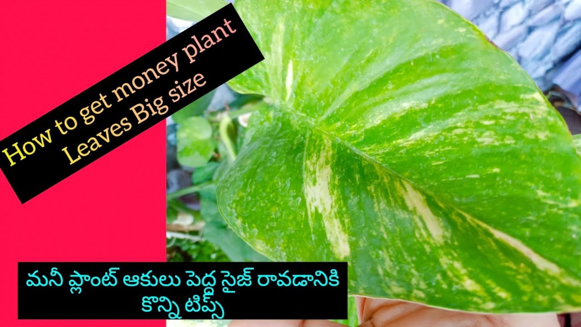 How to get big leaves in money plant | Money plant care tips in telugu How to get big leaves in money plant | Money plant care tips in telugu