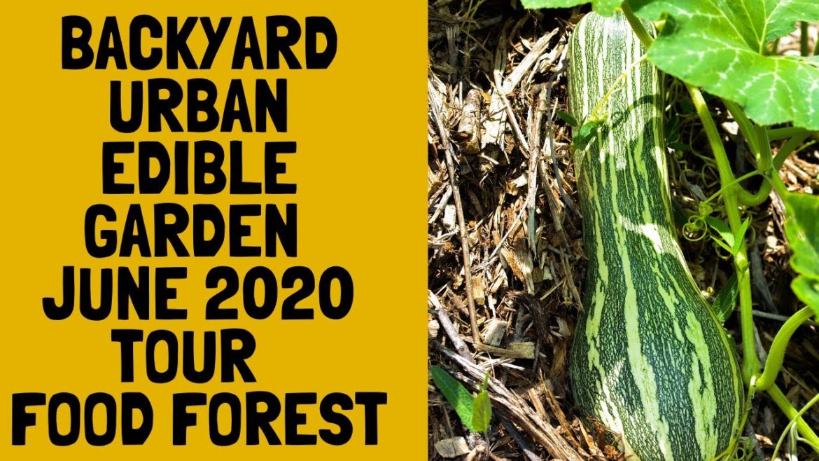 Backyard Urban Edible Garden June 2020 Tour Food Forest