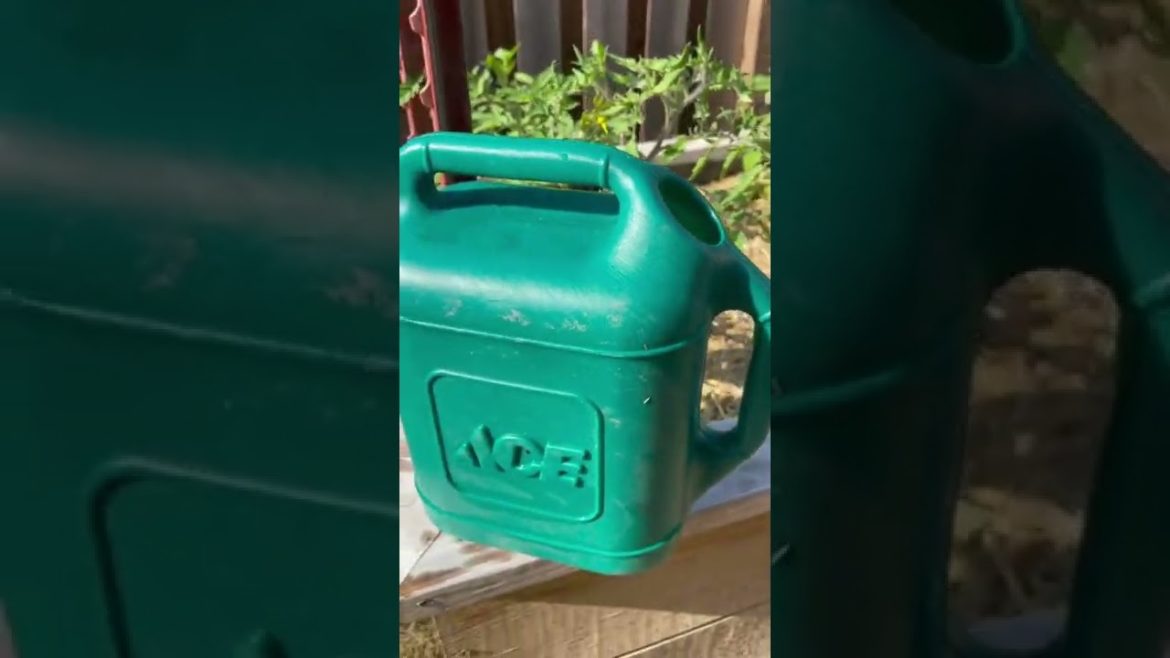 Tomato Gardening Tips For Beginners