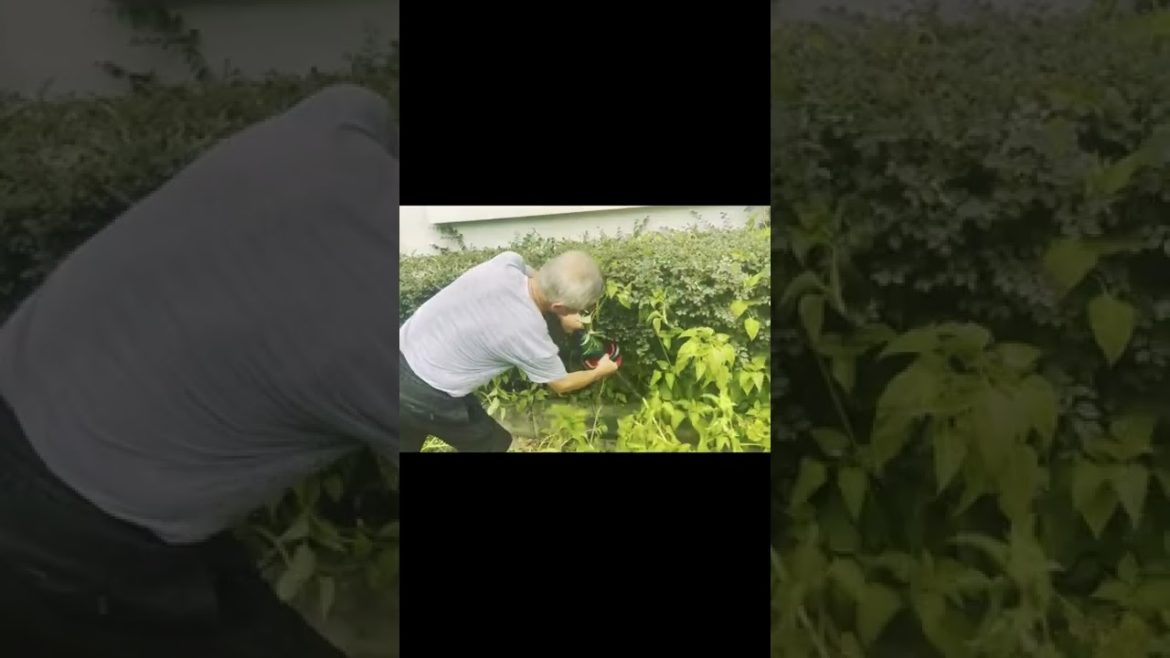 HYCHIKA DIY Tools | Get a Tiny Plant in 5 mins