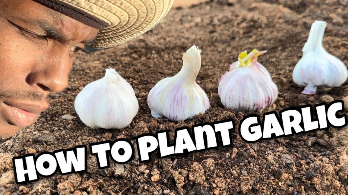 HOW TO PLANT GARLIC? HOW TO PLANT GARLIC?