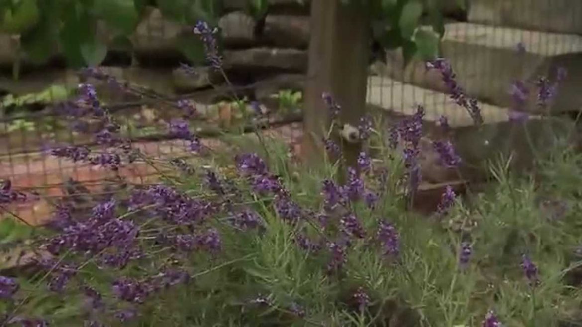 Backyard Permaculture Vegetable Garden
