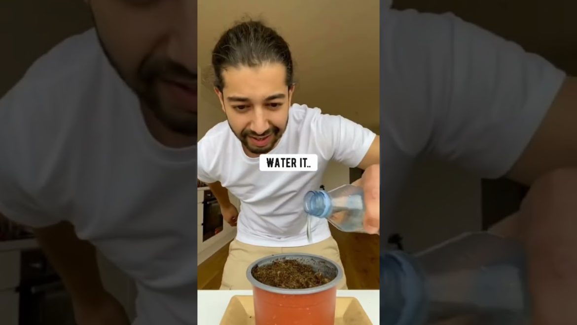 How To Grow Tomatoes At Home - Gardening Tips