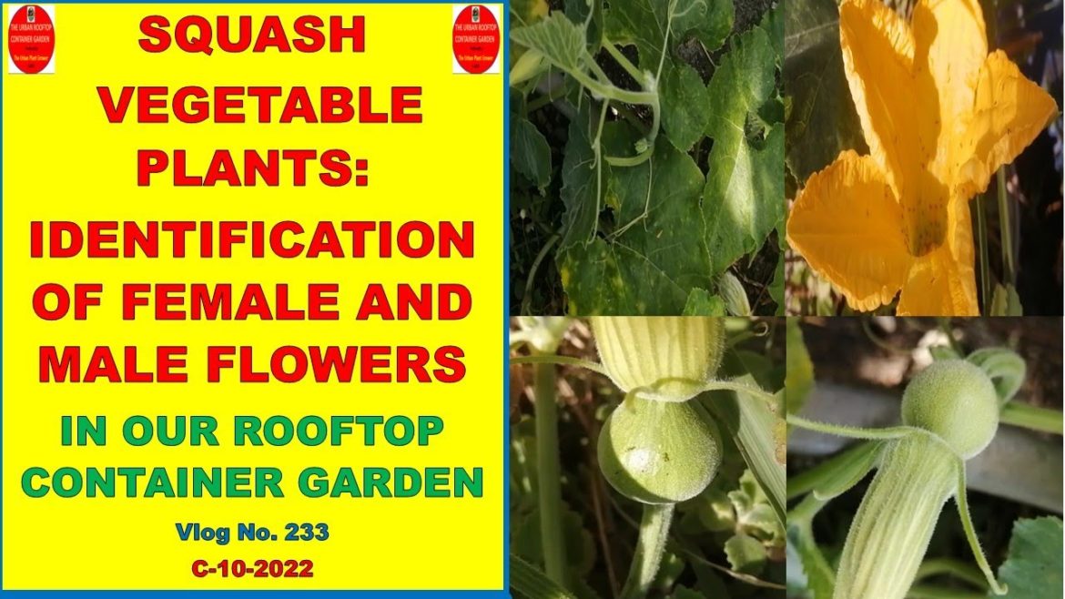 Squash Vegetable Plants: Identification of Female and Male Flowers | Squash Vegetable Plant Genders