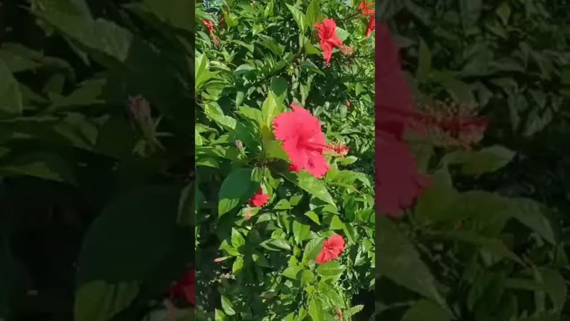 17 October 2022#viral #tranding #viralvideo