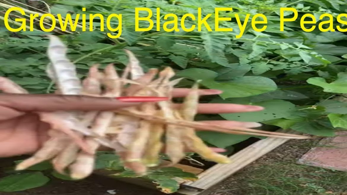 How to Grow Blackeye Peas in Your Garden - Tips and Tricks