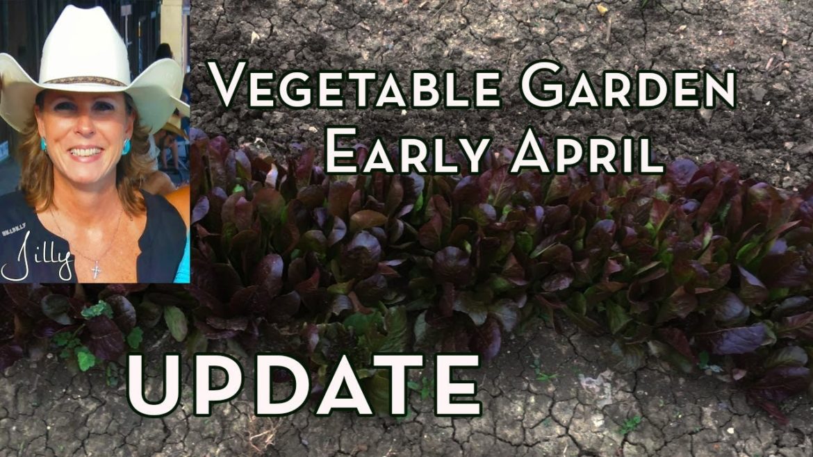 North Texas Vegetable Garden Spring Update - Early April
