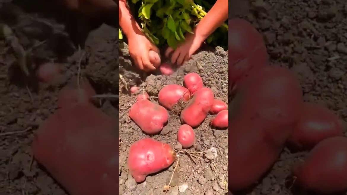 How to Grow Red Potatoes on a Farm #shorts #youtubeshorts #ytshorts #gardening #redpotatoes How to Grow Red Potatoes on a Farm #shorts #youtubeshorts #ytshorts #gardening #redpotatoes