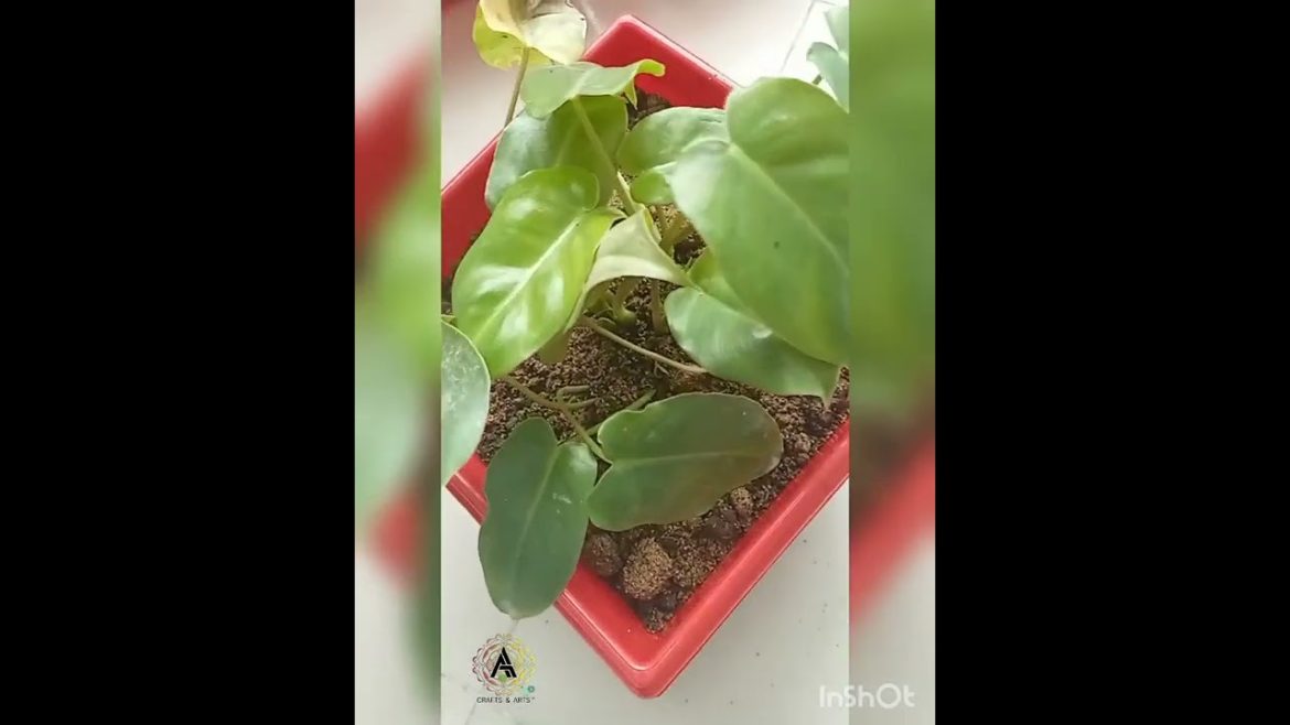 Planting ideas at home  |Gardening for home | Arts of Anny #plantingtree  #treeoflife #plant