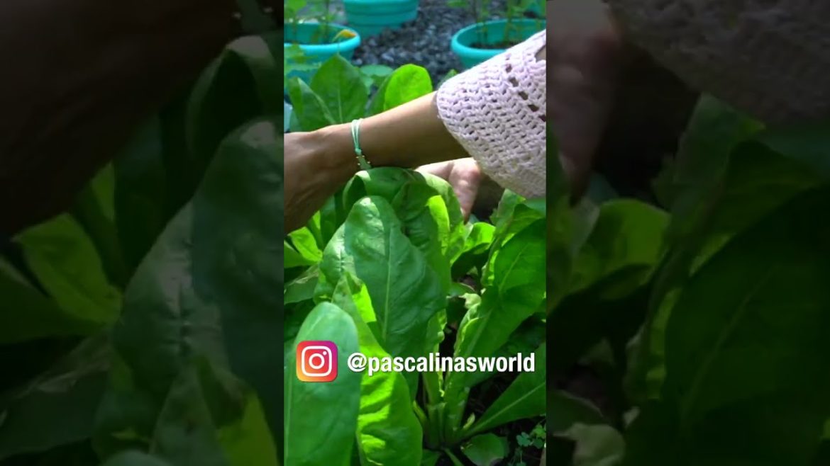 This Harvest Yielded So Much Vegetables #shorts #vegetables #garden #outdoors #vegetablegarden