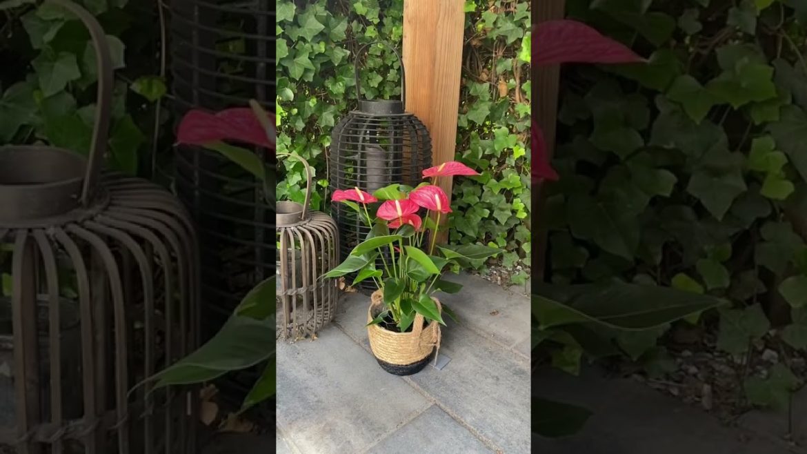 Spice up your garden for the last month of summer! #garden #anthurium #plants #colourful #shorts