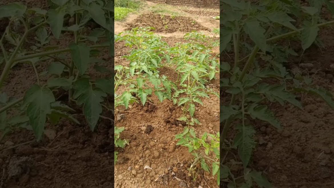 Kitthe Chaliye Tu Kitthe Chaliye 🥒🍆| #Shorts #gardening #greenvagetable #greenlover❤️ #Ritarupak