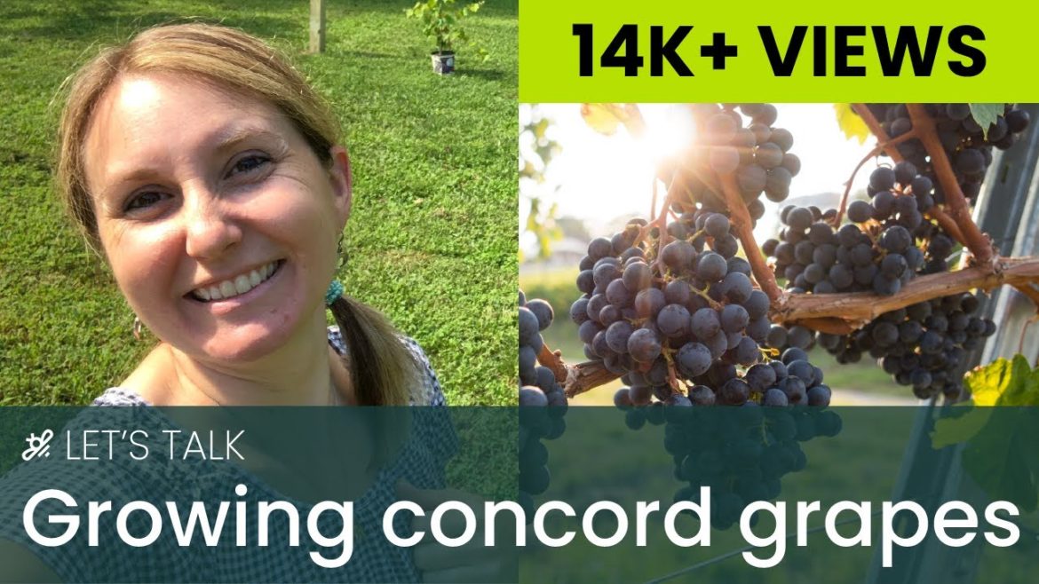 Growing Concord Grapes
