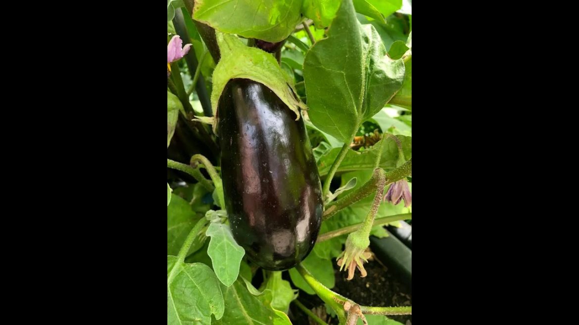 How to Grow Eggplant (And Other Vegetables) Using a Drip irrigation System #brightfuture256ug How to Grow Eggplant (And Other Vegetables) Using a Drip irrigation System #brightfuture256ug