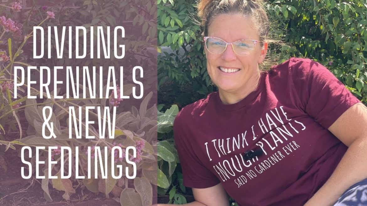 Planting Foxglove & Campanula 🌱 || Dividing Perennials || Pruning Boxwood || Fall Garden || Zone 8 Planting Foxglove & Campanula 🌱 || Dividing Perennials || Pruning Boxwood || Fall Garden || Zone 8