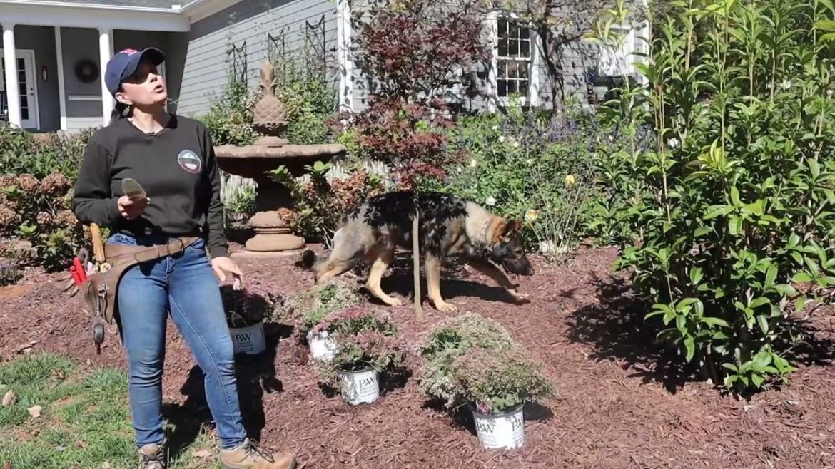 Adding 3 New Perennials After Our First Freeze | Gardening with Creekside Adding 3 New Perennials After Our First Freeze | Gardening with Creekside