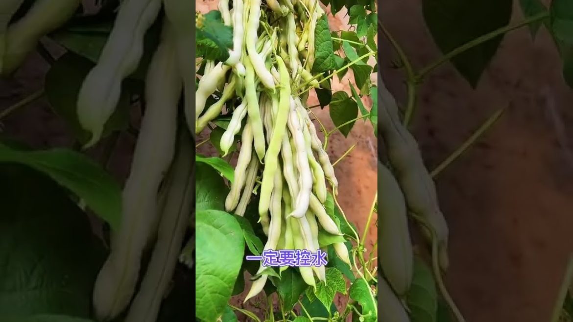 October Tips for garden at home with me October Tips for garden at home with me