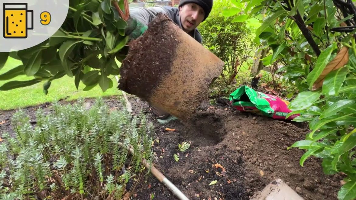 The Right Way To Plant ERICACEOUS Plants | Tips And Tricks To Make Your Garden Look Stunning