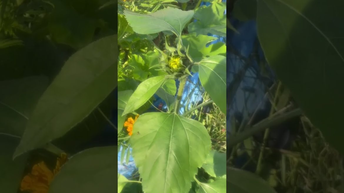 Growing Sunflower in my backyard Garden – Fall Volunteer Plant – Will it bloom? #shorts #short Growing Sunflower in my backyard Garden - Fall Volunteer Plant - Will it bloom? #shorts #short