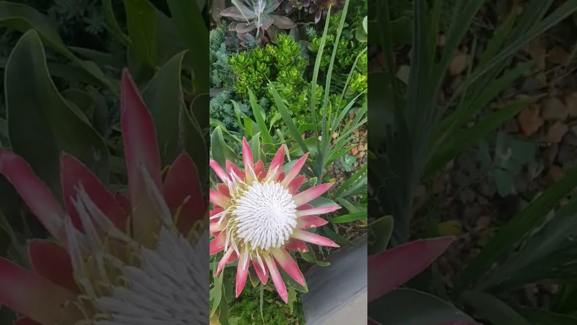 Stunning Proteas growing tips #gardening #howtogrow #flowers