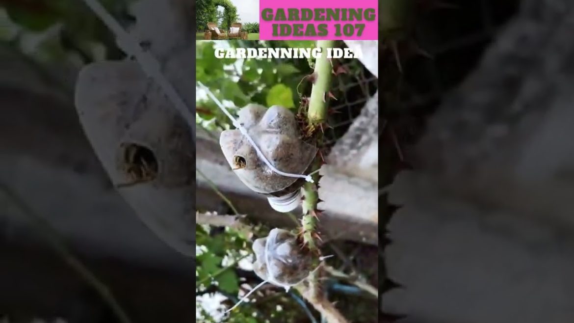 The method of quickly rooting roses.😍🍋🌱😁🌴🌱🌿😇 /gardening ideas 😁🌴🌱🌿😇