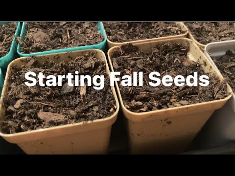 Seed Starting 101 | How and Why We Start Seeds | Garden Tips and Tricks Seed Starting 101 | How and Why We Start Seeds | Garden Tips and Tricks