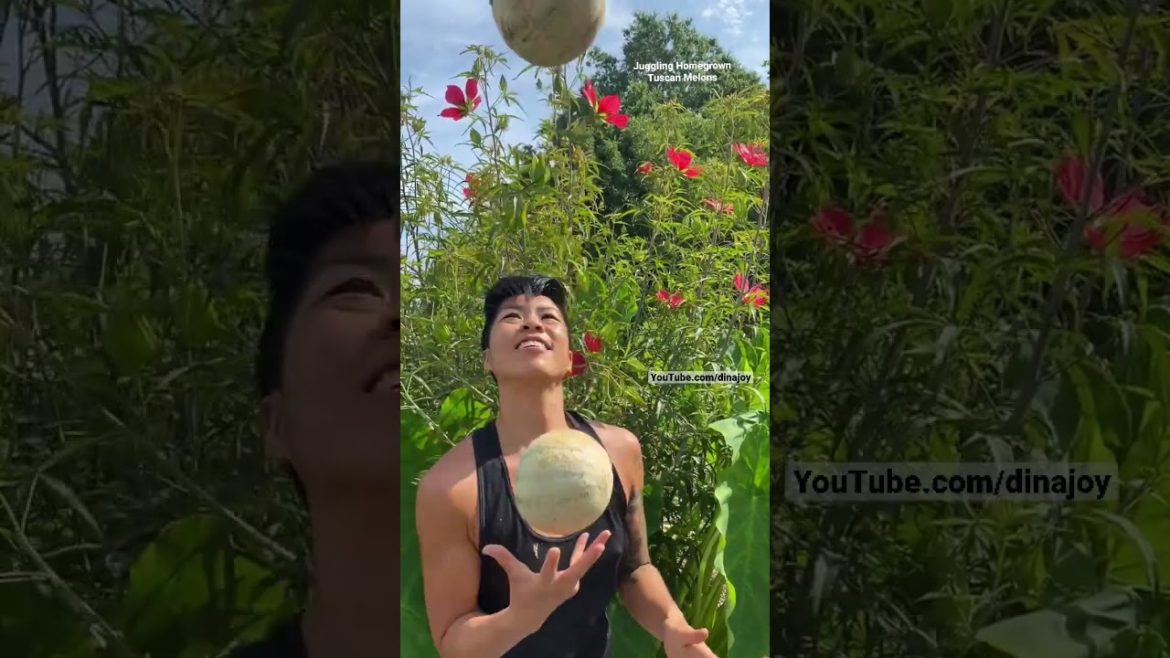 It’s MELON season! 🍈 😋 Organic NC Garden zone 7b.  Back To Eden Backyard Garden 👩🏻‍🌾