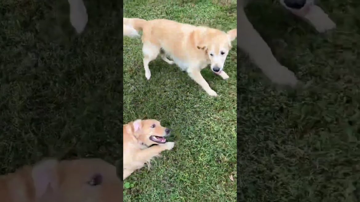 Tuck is excited to play with his best friend Tuck is excited to play with his best friend