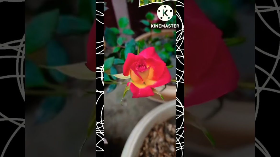 Flowers name in bodo most common !! #youtubeshorts #shorts #bodogarden