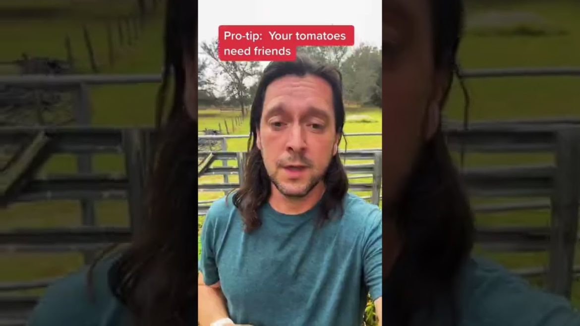 Tomato Gardening Tips For Beginners