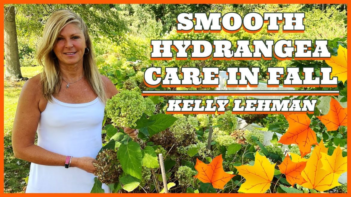 Smooth Hydrangea Care in Fall | Kelly Lehman