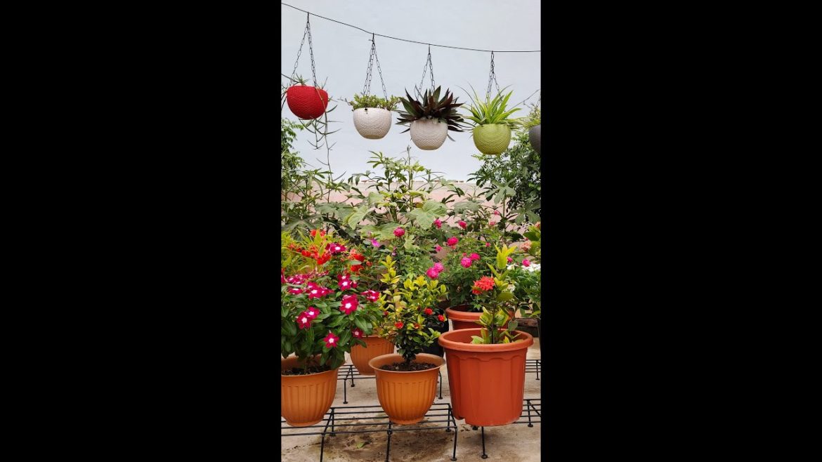 Terrace gardening #shorts #short Terrace gardening #shorts #short