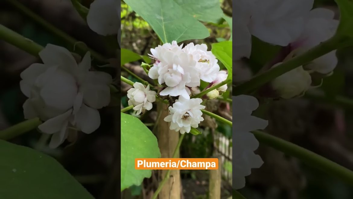 Beautiful Plumeria Champa Flower চাঁপা ফুল in my Garden #shorts #flowers #ফুল #garden Beautiful Plumeria Champa Flower চাঁপা ফুল in my Garden #shorts #flowers #ফুল #garden