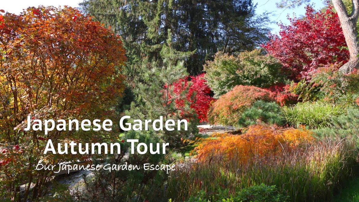 Autumn Garden Tour 2022 - Fall Color Part 1 | Our Japanese Garden Escape