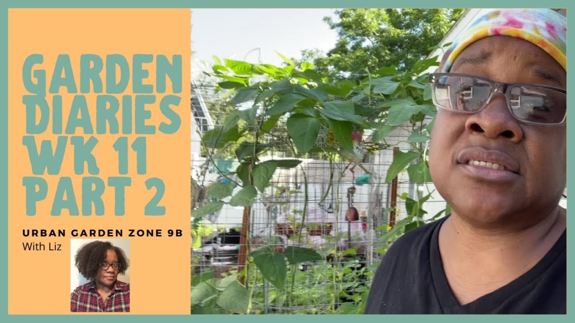Container Garden Diaries Wk 11 Part 2 Documenting Our Garden Journey Small Space Gardening Zone 9b Container Garden Diaries Wk 11 Part 2 Documenting Our Garden Journey Small Space Gardening Zone 9b