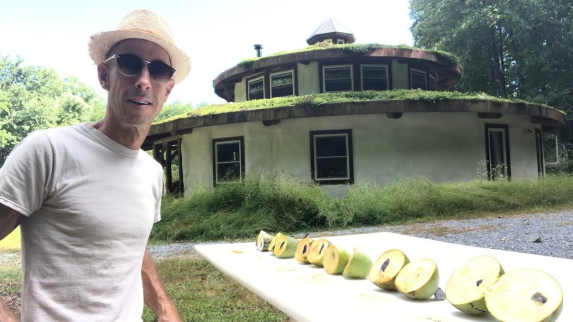 Paw Paws - Talking Cultivars - Choosing a Good Tree