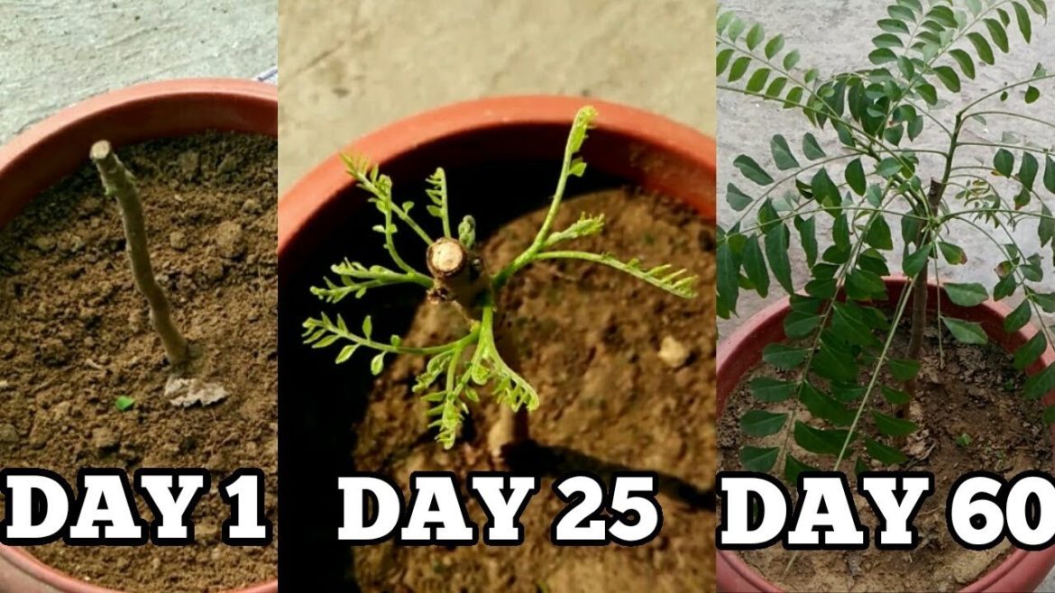 Right way to grow curry leaf plant from cuttings in November/December (with updates)
