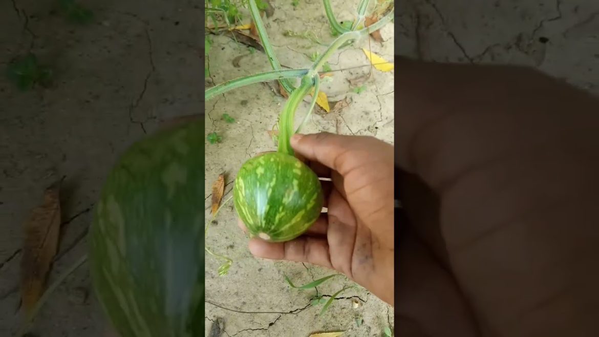 Vegetables Gardening #shorts #viral #vegetables